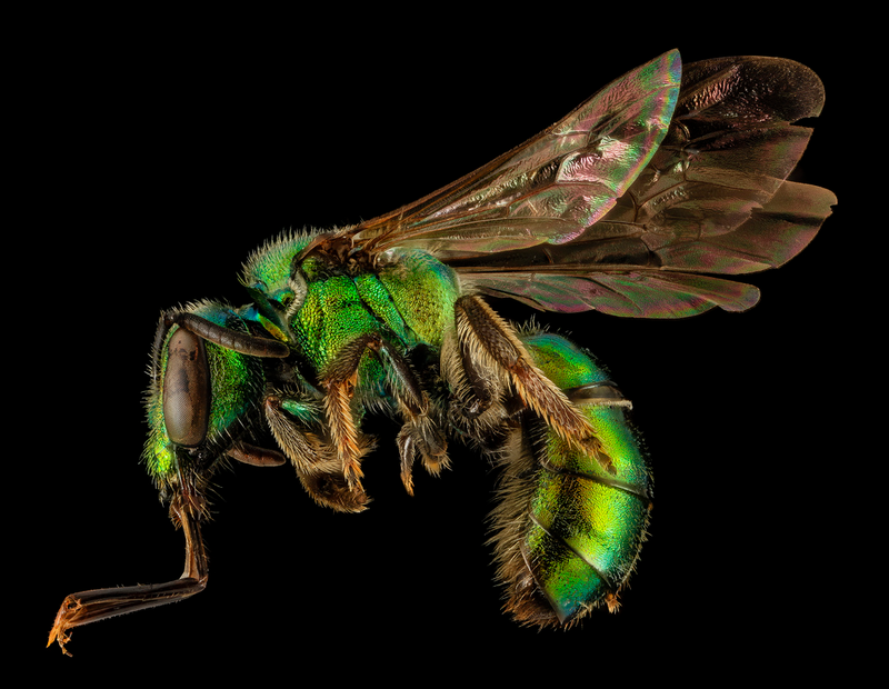 Illustration for article titled Close-Up Bee Portraits Are A Glimpse Into A Gorgeously Weird World